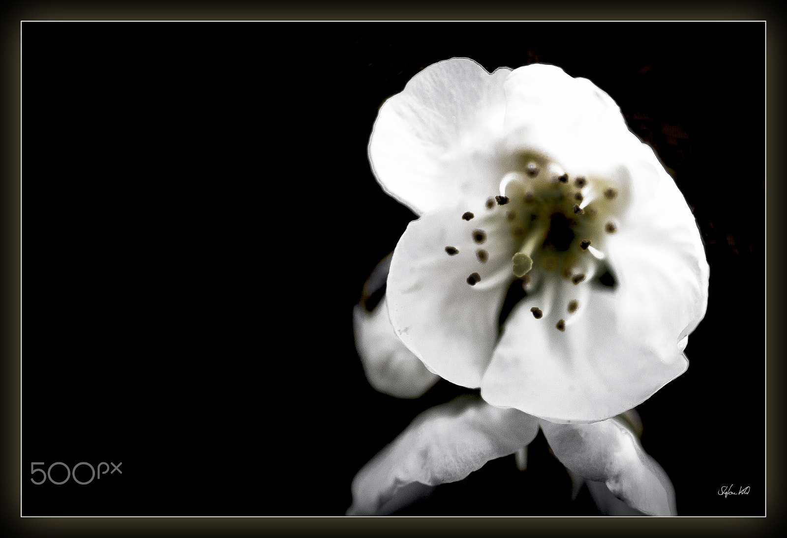 Canon EOS 600D (Rebel EOS T3i / EOS Kiss X5) + Sigma 105mm F2.8 EX DG Macro sample photo. - mirrored blossom - photography