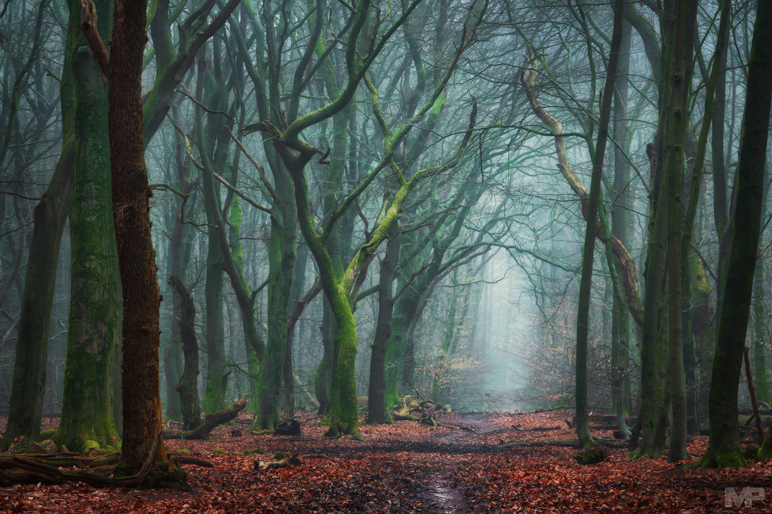 Sony E 18-200mm F3.5-6.3 OSS sample photo. Creepy forest photography