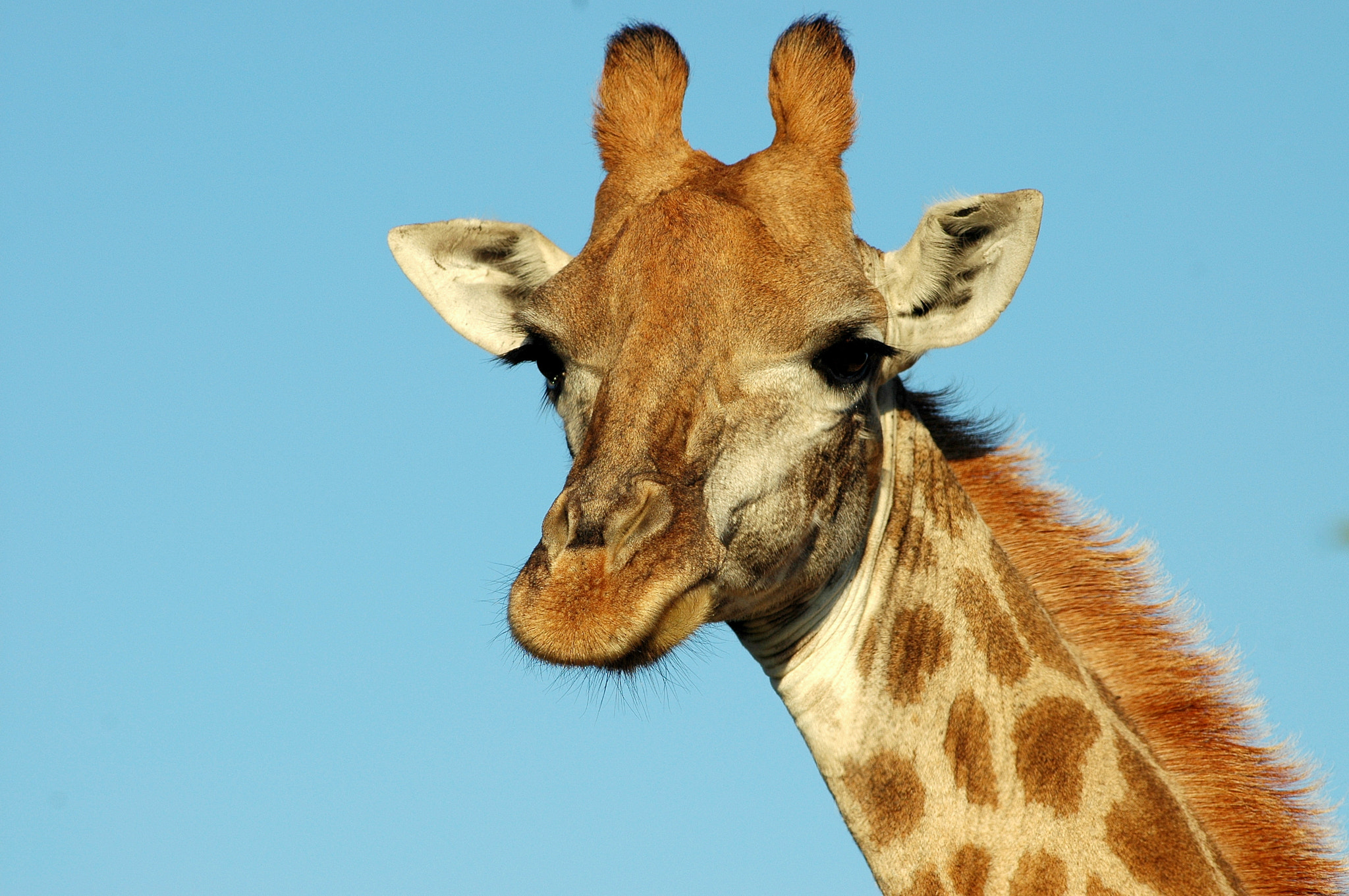Nikon D70 sample photo. Giraffe whiskers photography