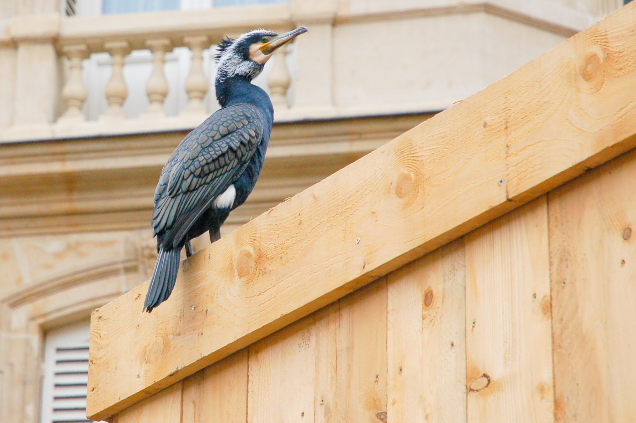 Nikon D50 sample photo. A cormorant in town photography