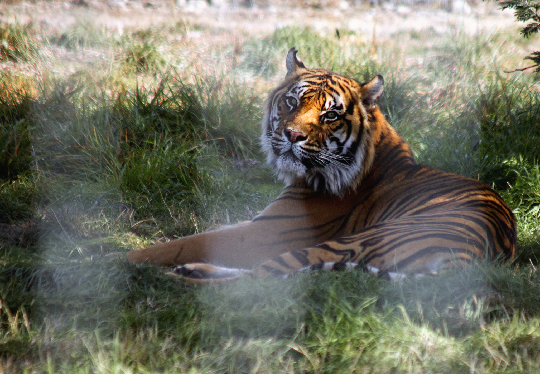 Canon EF 90-300mm F4.5-5.6 sample photo. Gemini photography
