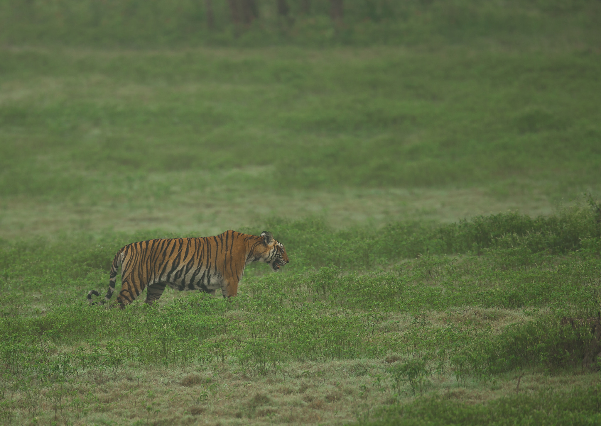 Canon EF 400mm F2.8L IS II USM sample photo. Tigress photography
