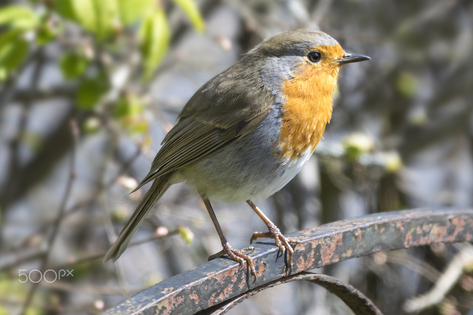 Nikon AF-S Nikkor 200-500mm F5.6E ED VR sample photo. Robin perched on a gate photography