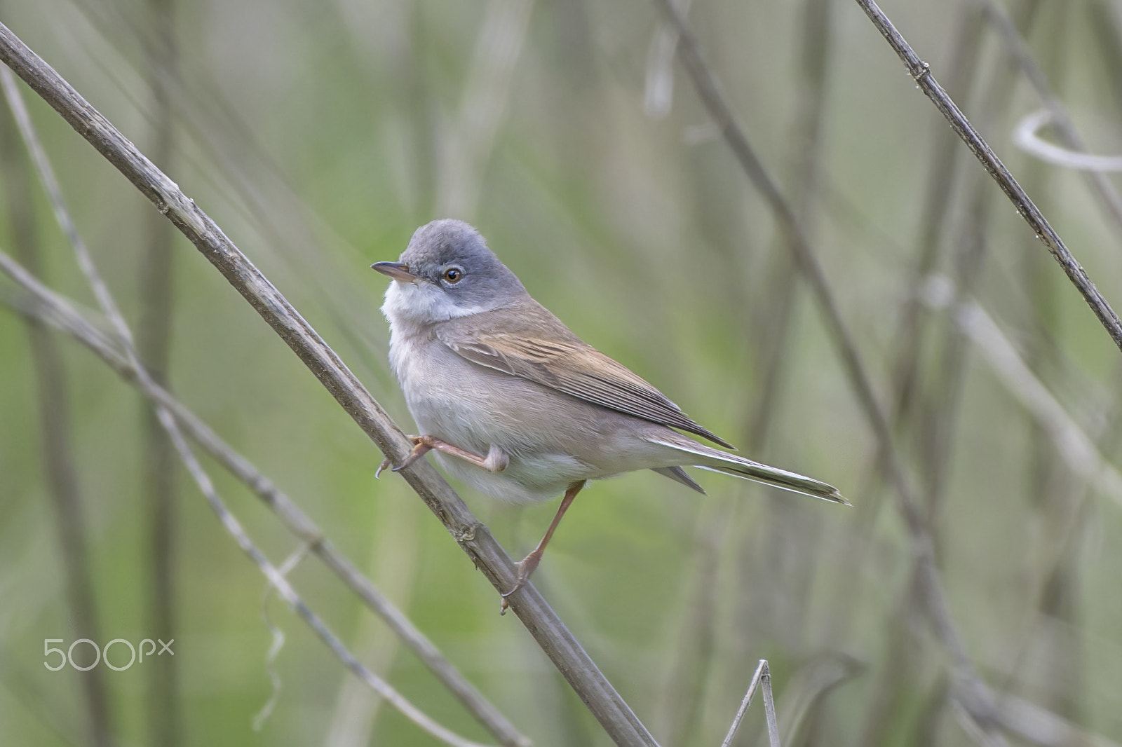 Nikon AF-S Nikkor 200-500mm F5.6E ED VR sample photo. Small whitethroat bird photography