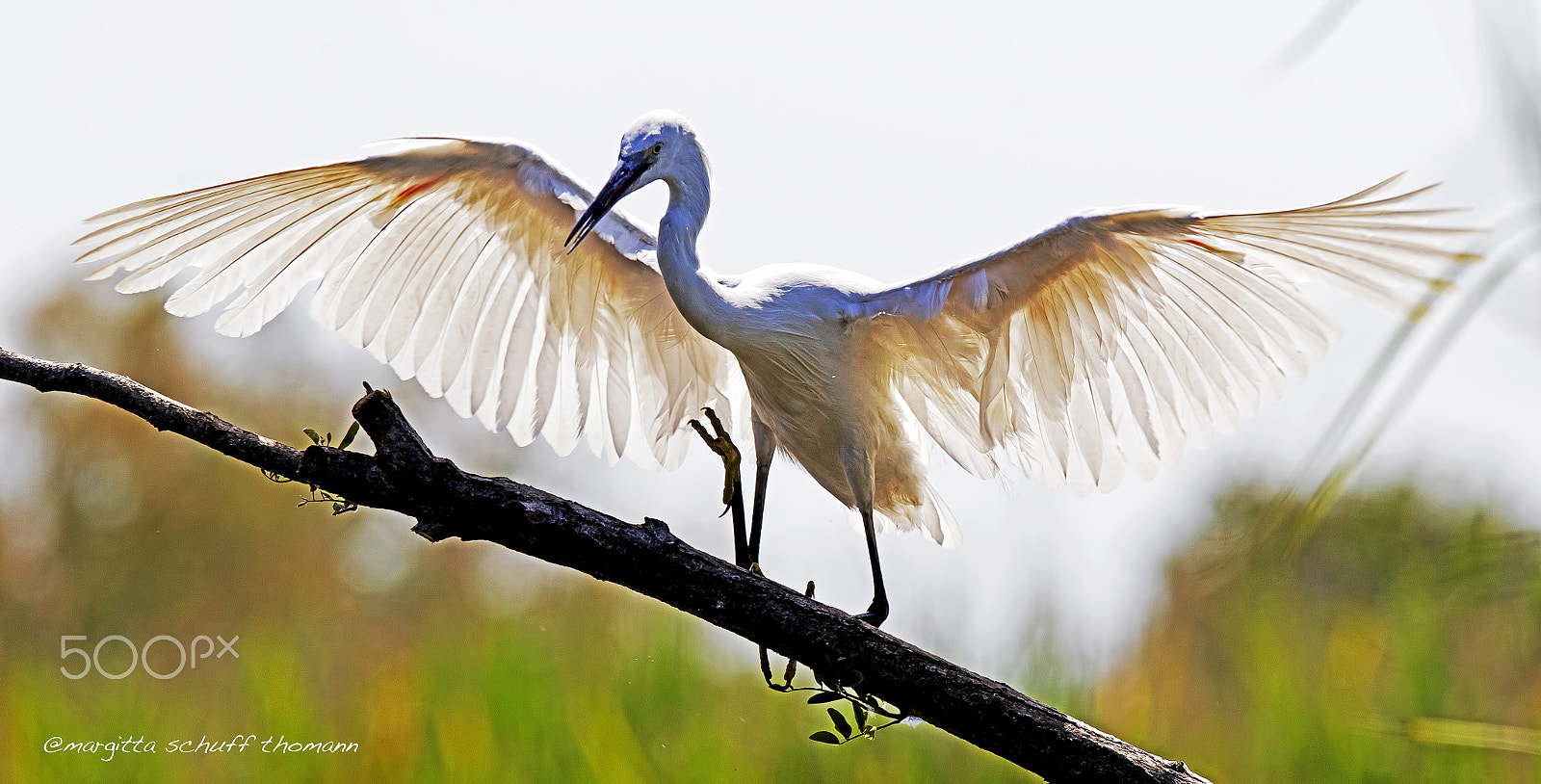 Canon EF 300mm F2.8L IS USM sample photo. Little egret.. photography