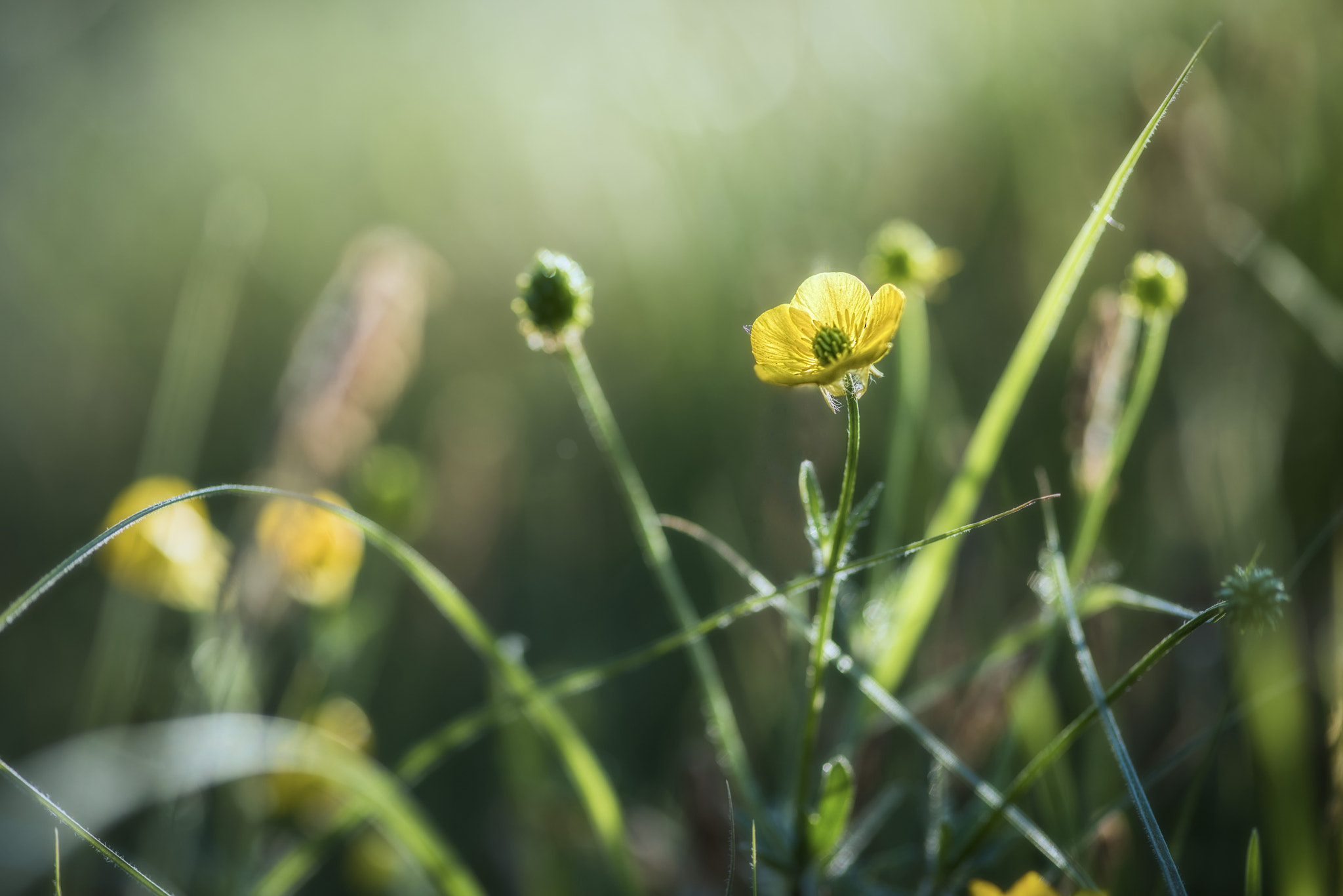 Nikon D810 + ZEISS Makro-Planar T* 100mm F2 sample photo. The right moment to bloom photography