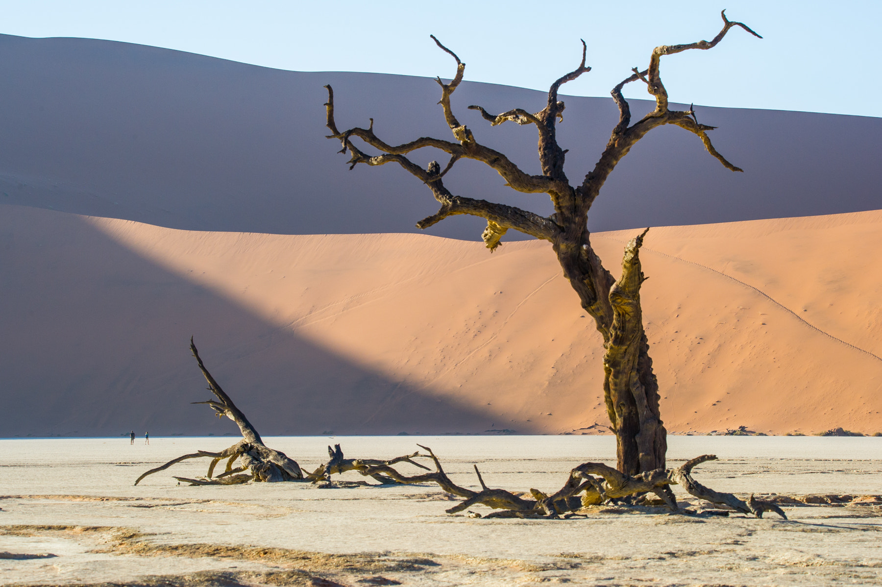 Nikon D3S sample photo. L'arbre sculpture photography