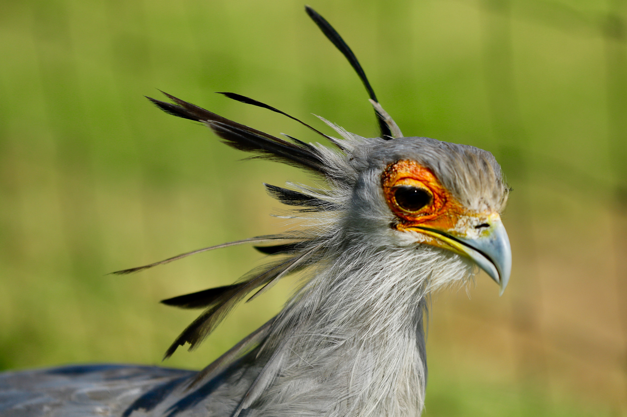 Canon EF 70-200mm F2.8L IS II USM sample photo. Scruffy bird photography