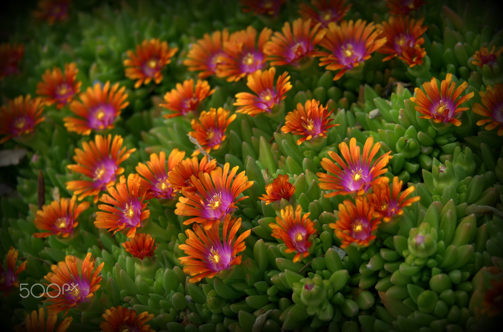 Sigma 28-90mm F3.5-5.6 Macro sample photo. Rainbow flowers iceplant photography