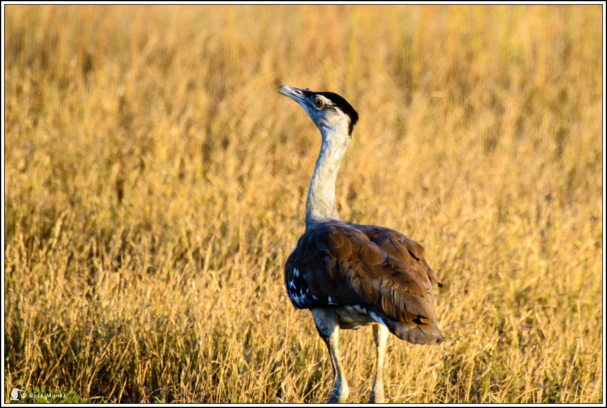 Nikon D600 sample photo. Bustard photography
