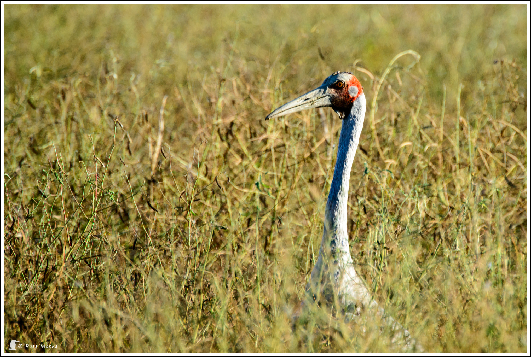 Nikon D600 sample photo. Brolga photography