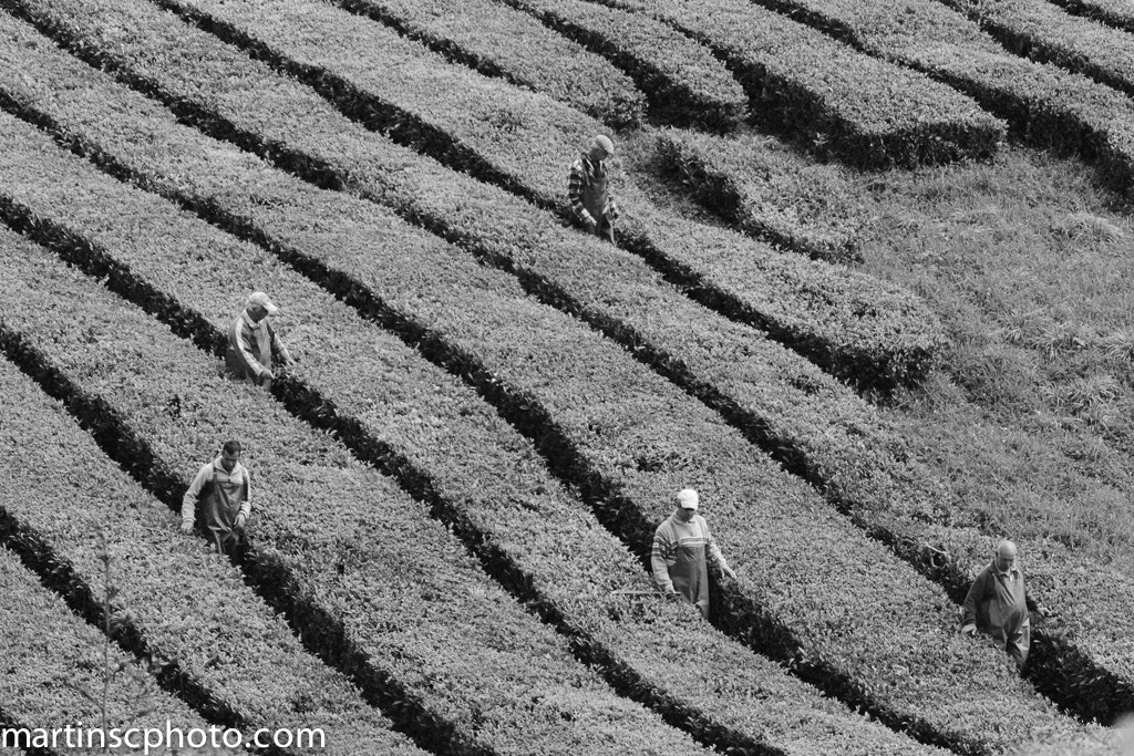 Sigma 70-200mm F2.8 EX DG OS HSM sample photo. Campo de té gorreana. chá gorreana. san bras, sao miguel, azores. photography
