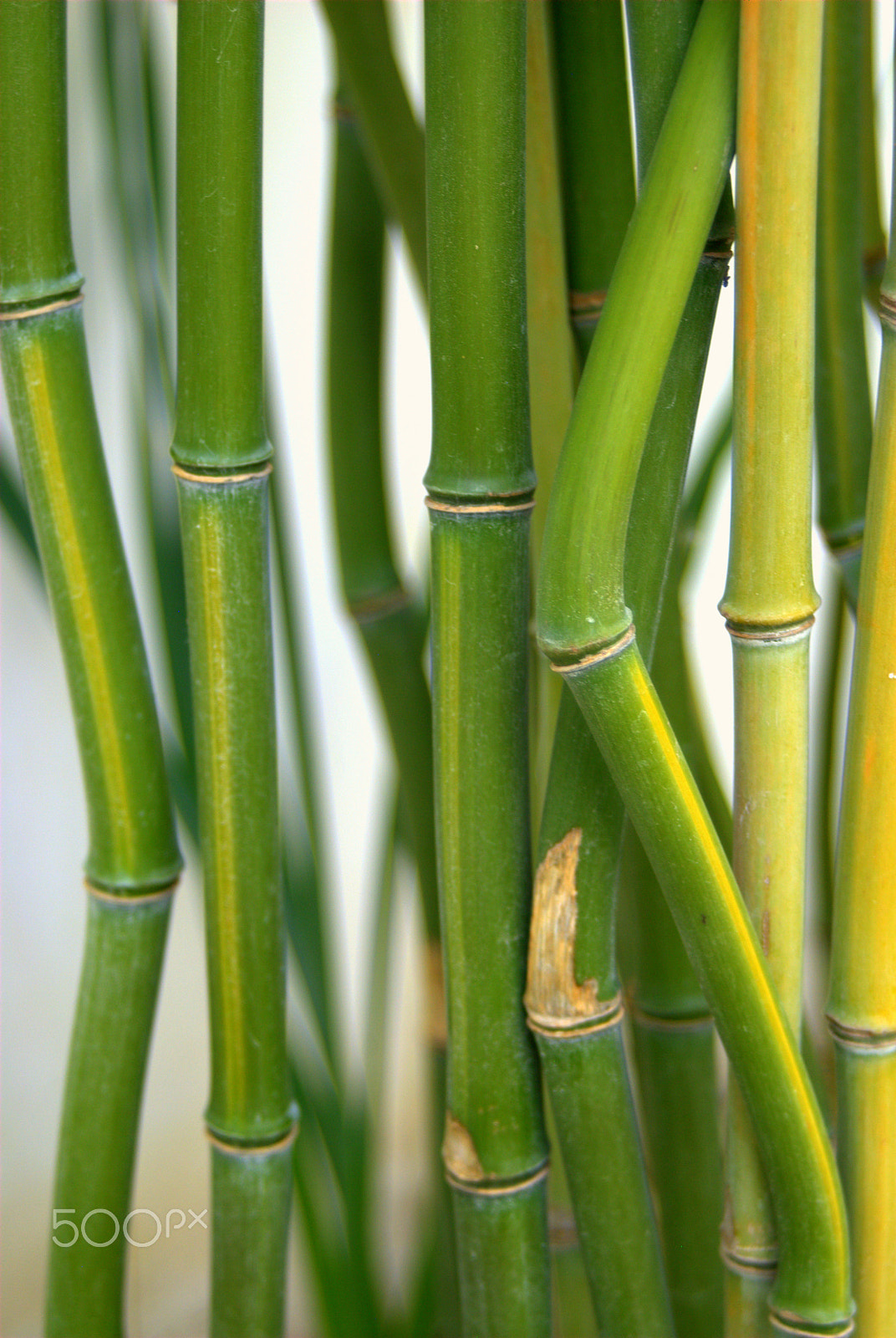 Sigma 28-90mm F3.5-5.6 Macro sample photo. Phyllostachys aurea yellow crookstem bamoo photography