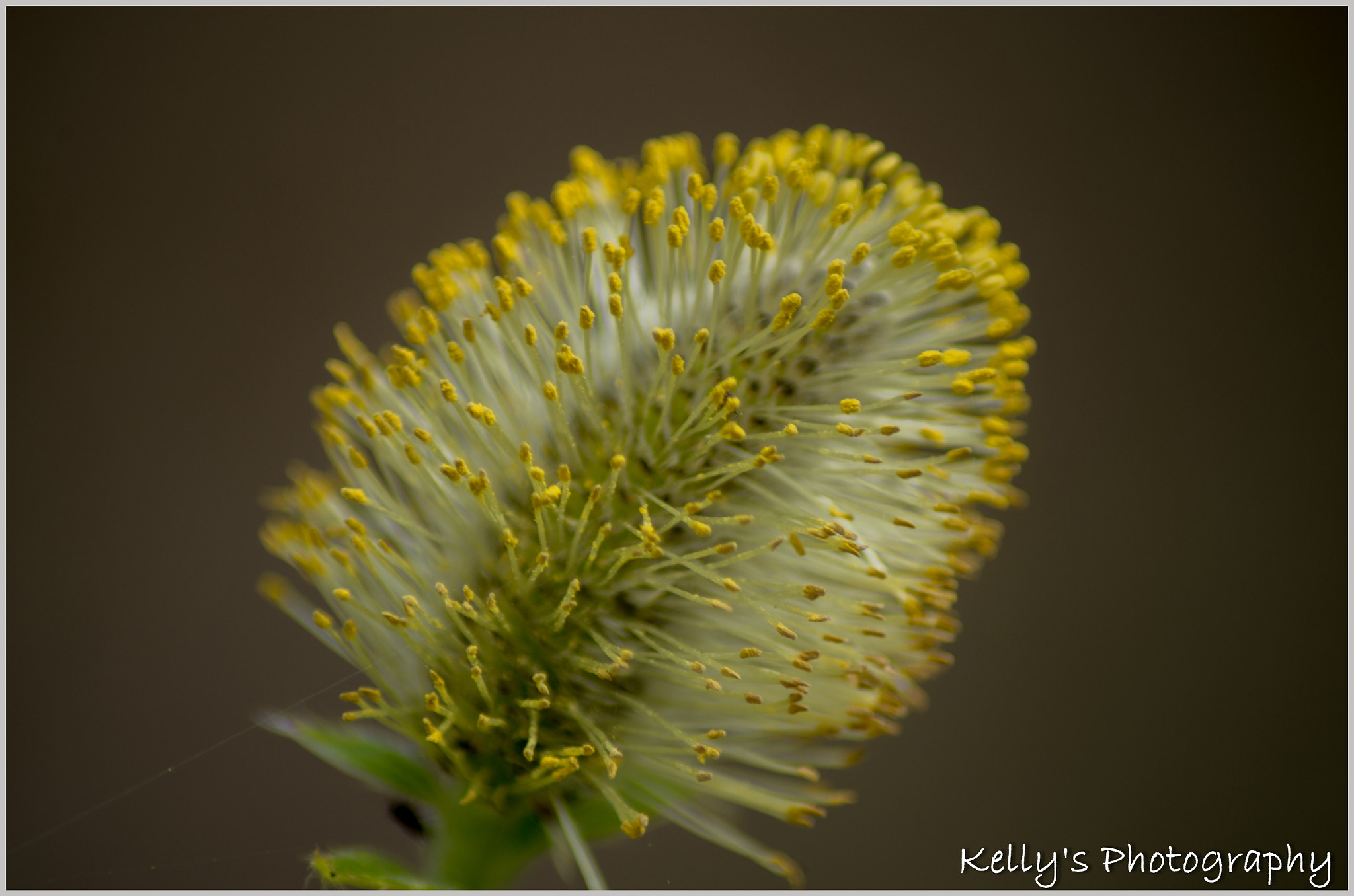 Tamron AF 70-300mm F4-5.6 Di LD Macro sample photo. Willow catkin  photography