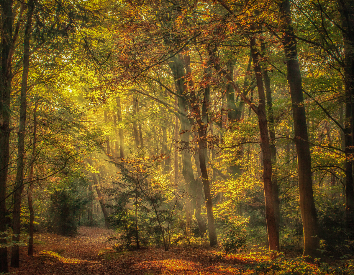 Canon EF-S 18-55mm F3.5-5.6 sample photo. Sunshine forest photography