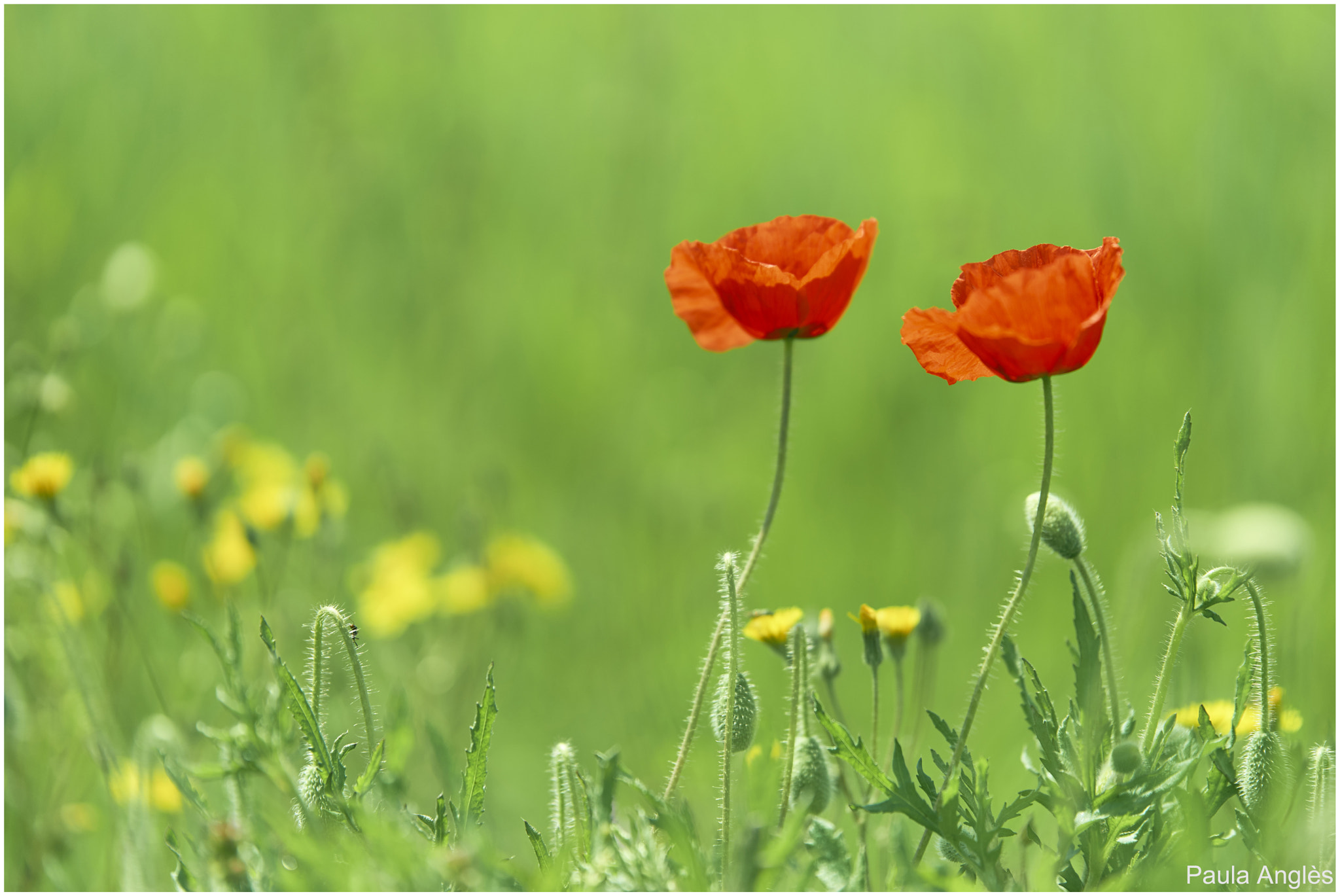 Sony a99 II + Tamron SP 70-200mm F2.8 Di VC USD sample photo. Poppies photography