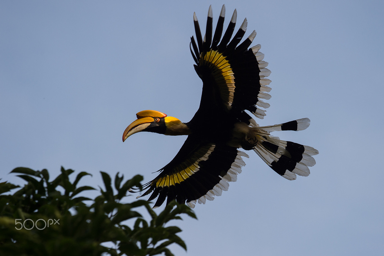 Nikon AF-S Nikkor 200-500mm F5.6E ED VR sample photo. Great hornbill (buceros bicornis) photography