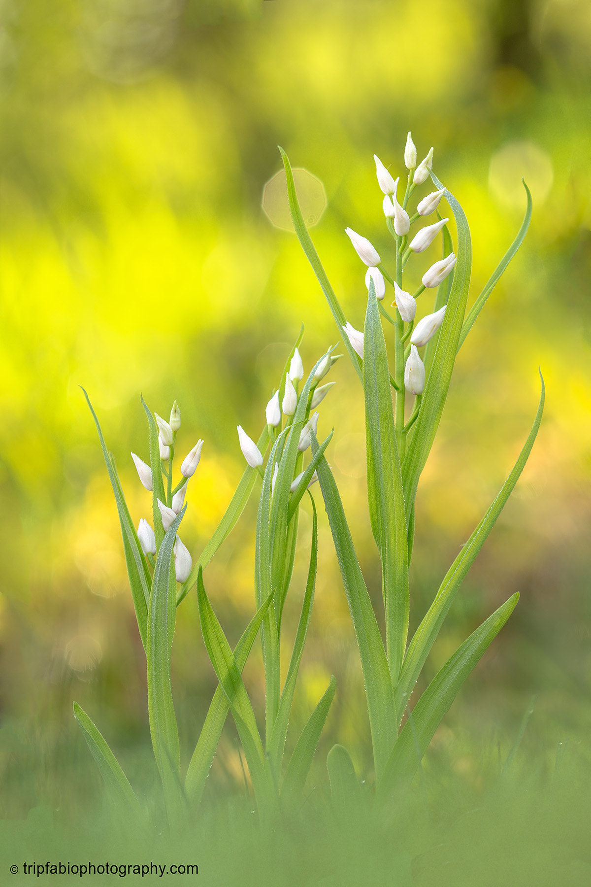 Nikon D7200 + Nikon AF Micro-Nikkor 200mm F4D ED-IF sample photo. Cephalanthera longifolia photography