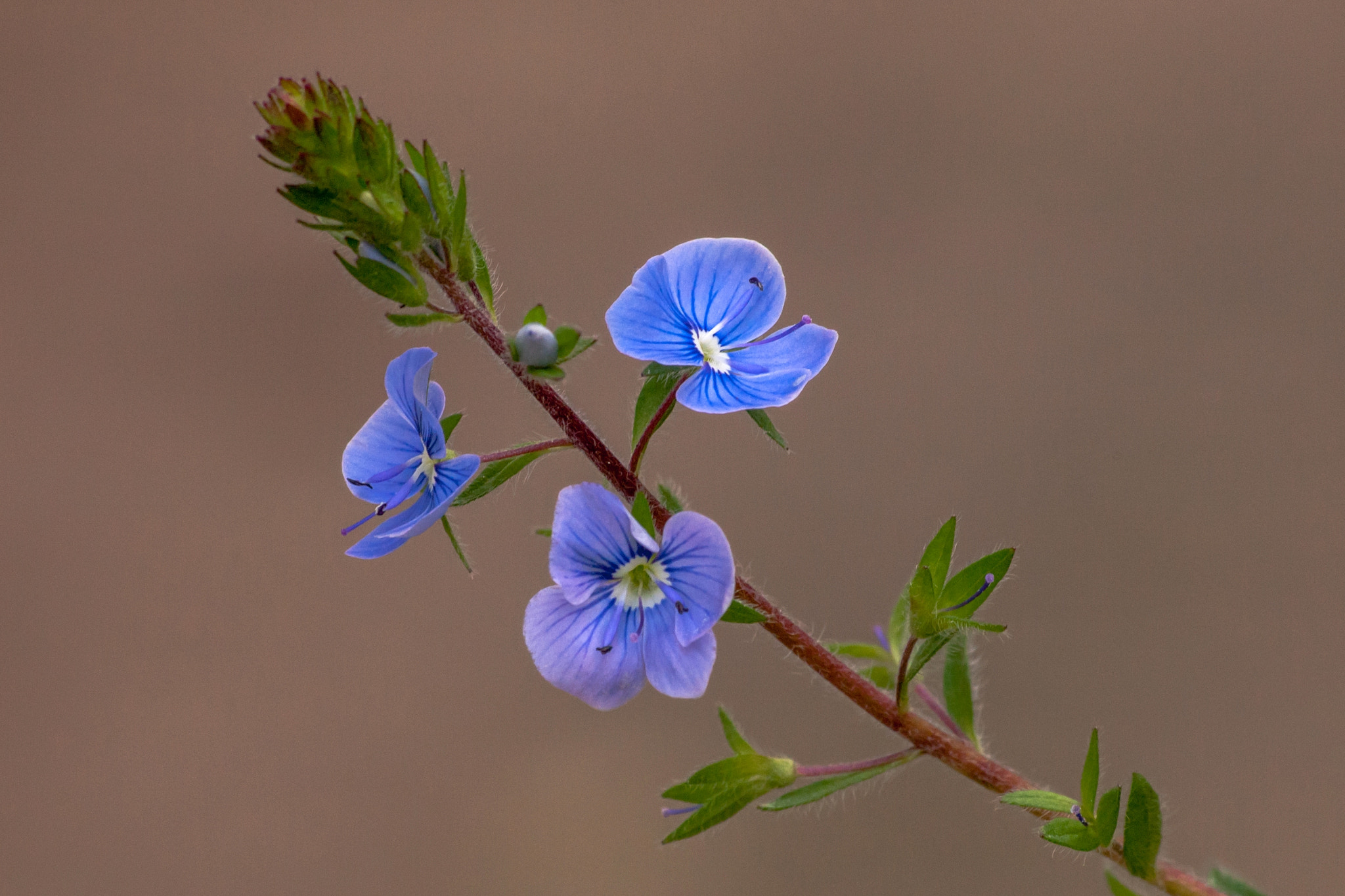 Olympus E-620 (EVOLT E-620) sample photo. Blue beauty photography