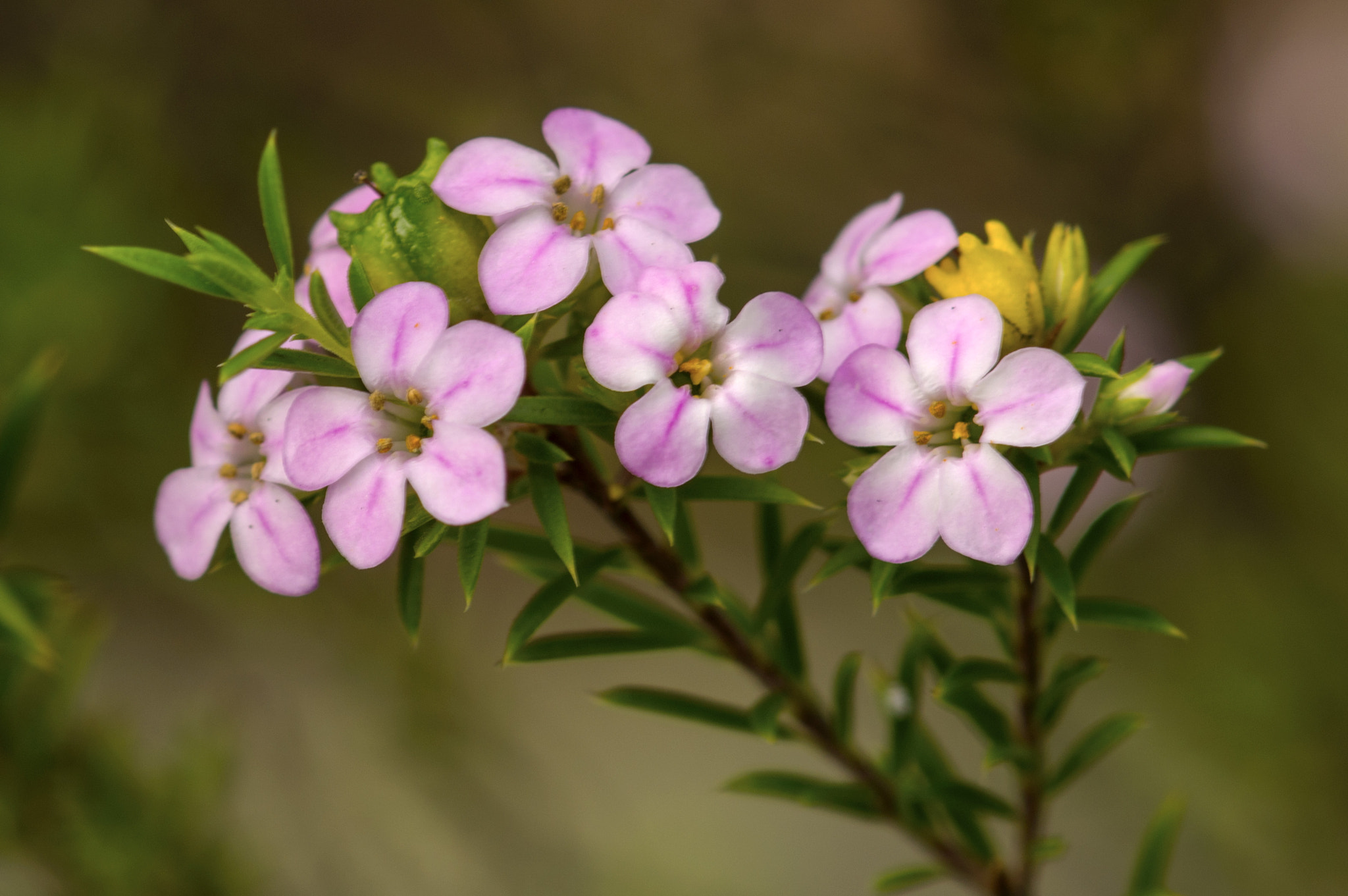 Sony Alpha NEX-5N + Sony 100mm F2.8 Macro sample photo. Delightful photography