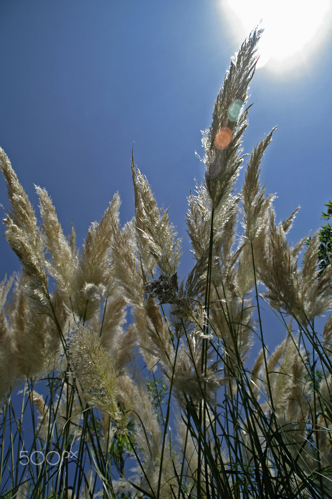 Pentax K20D sample photo. Sunny day photography