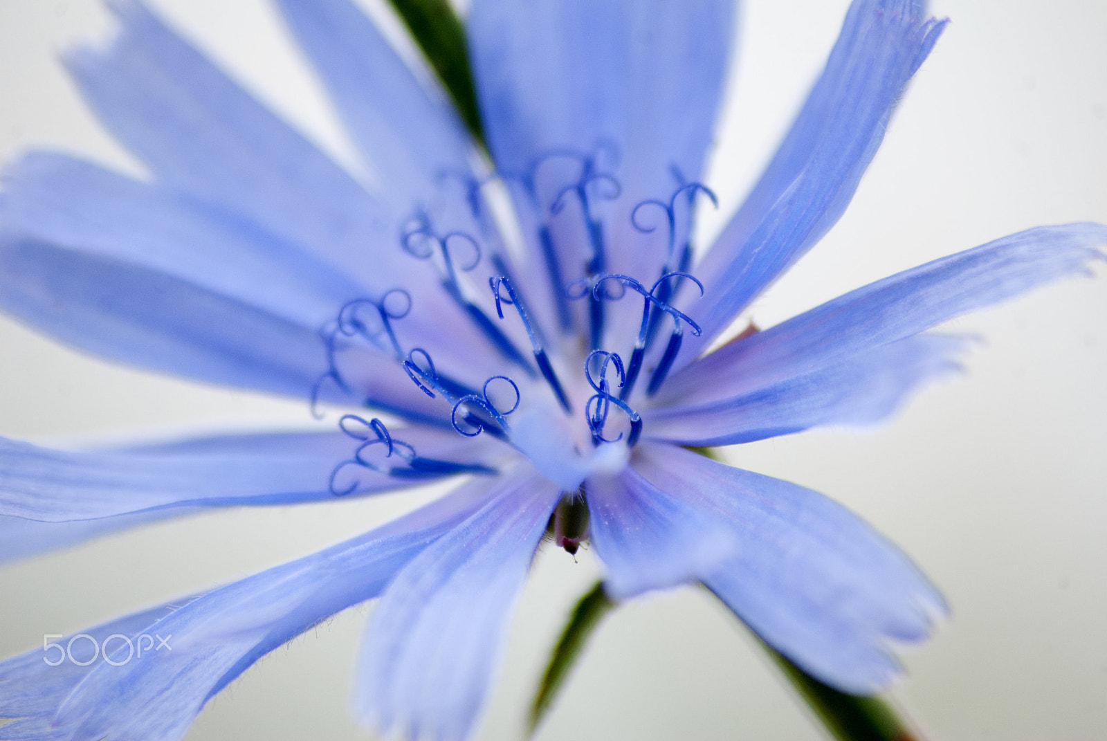 Sigma 70-300mm F4-5.6 APO DG Macro sample photo. Blueweed photography