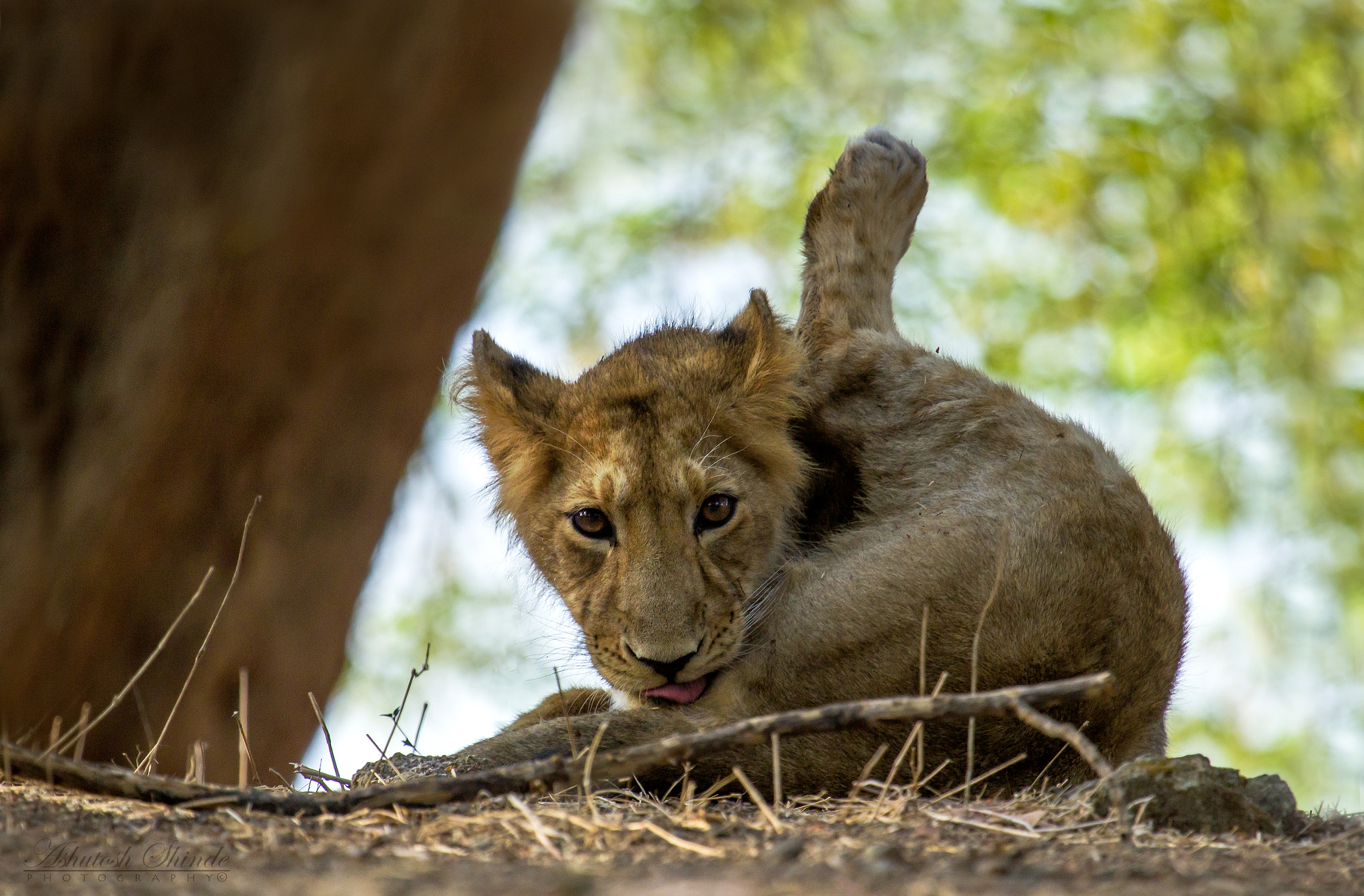 Canon EF 100-400mm F4.5-5.6L IS USM sample photo. Asiatic lion cub photography