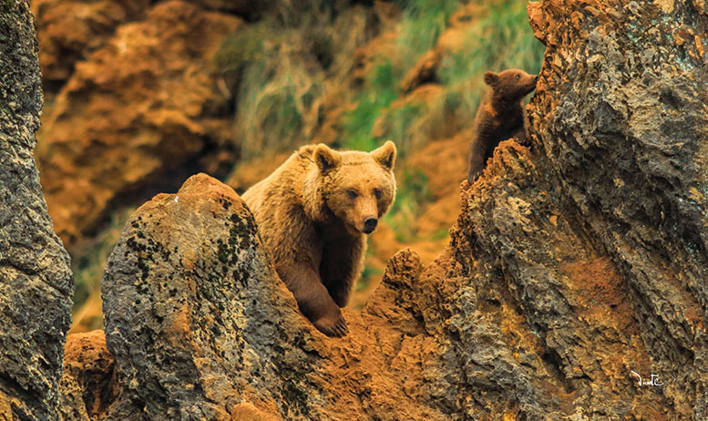 Canon EF 200mm f/2.8L II + 2x sample photo. Osos photography
