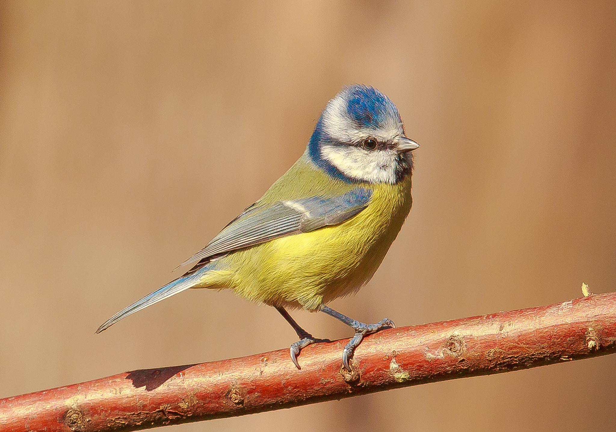 Canon EF 70-200mm F2.8L IS II USM sample photo. Blue tit photography