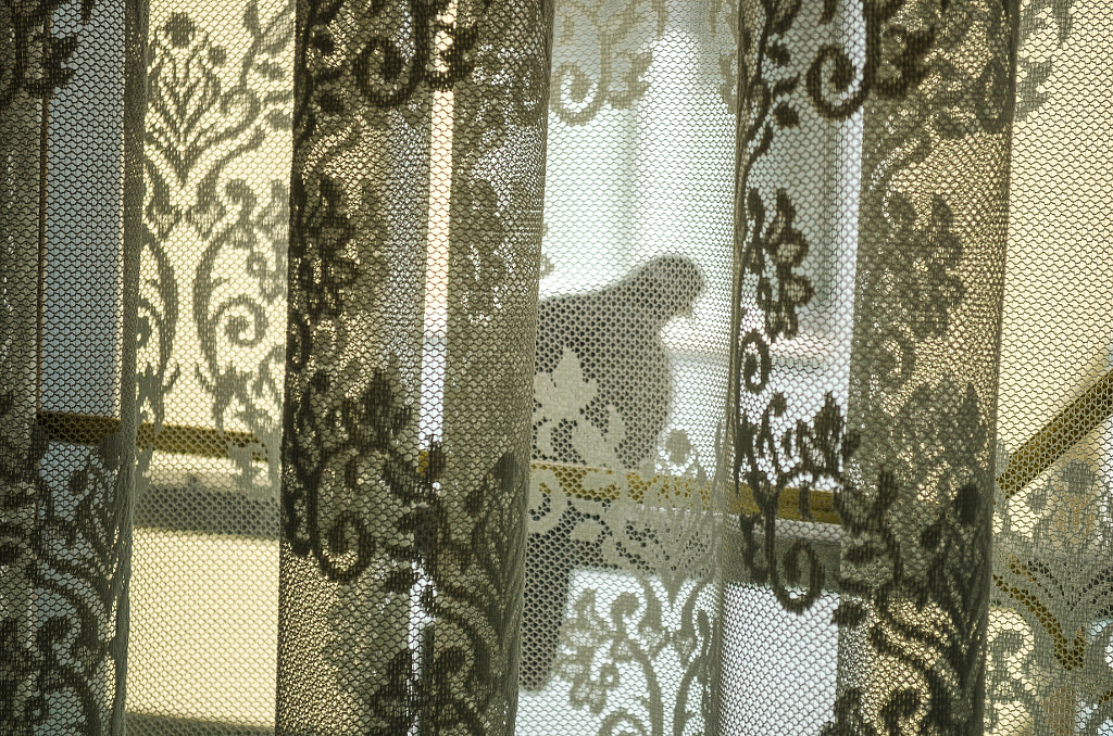 Bird in front of a Window by Şenol Çetinler on 500px.com