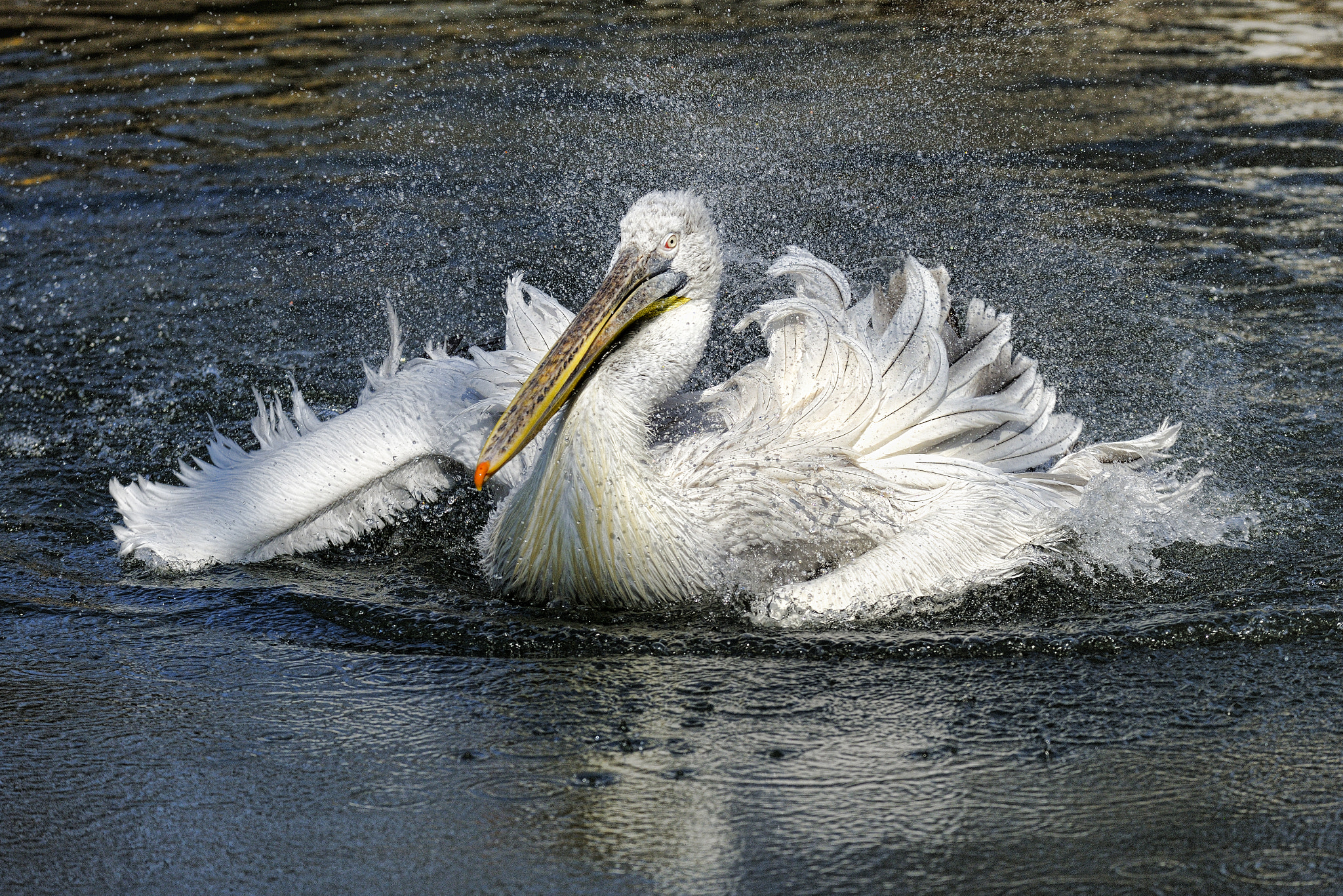 Nikon D3X sample photo. Emergency splashdown photography