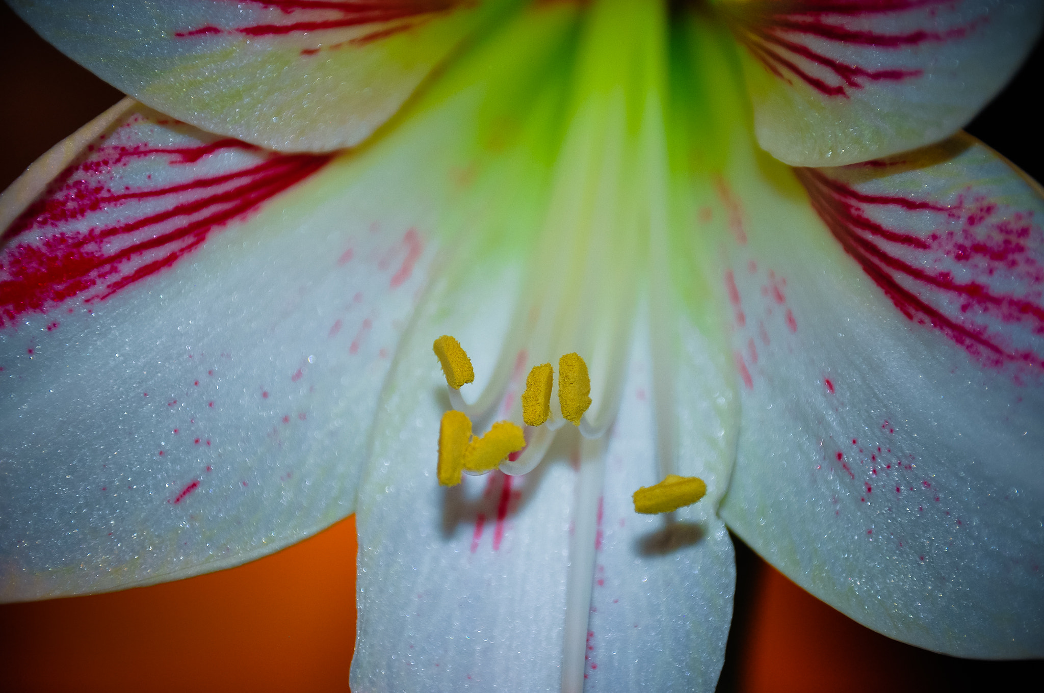 Sigma 18-250mm F3.5-6.3 DC Macro OS HSM sample photo. Amaryllis pollen photography
