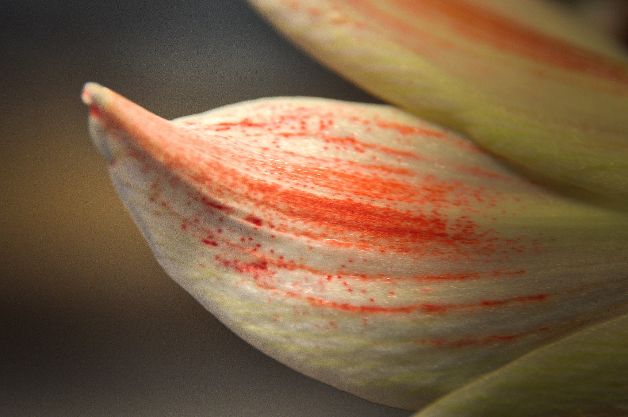 Sigma 18-250mm F3.5-6.3 DC Macro OS HSM sample photo. Amaryllis petal photography