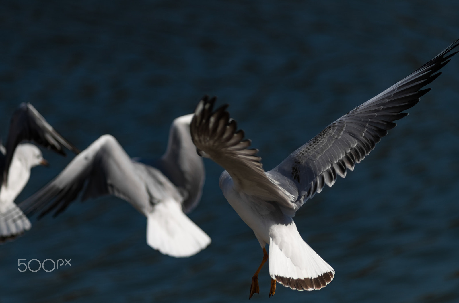 Pentax smc DA* 200mm F2.8 ED (IF) SDM sample photo. Taking flight photography