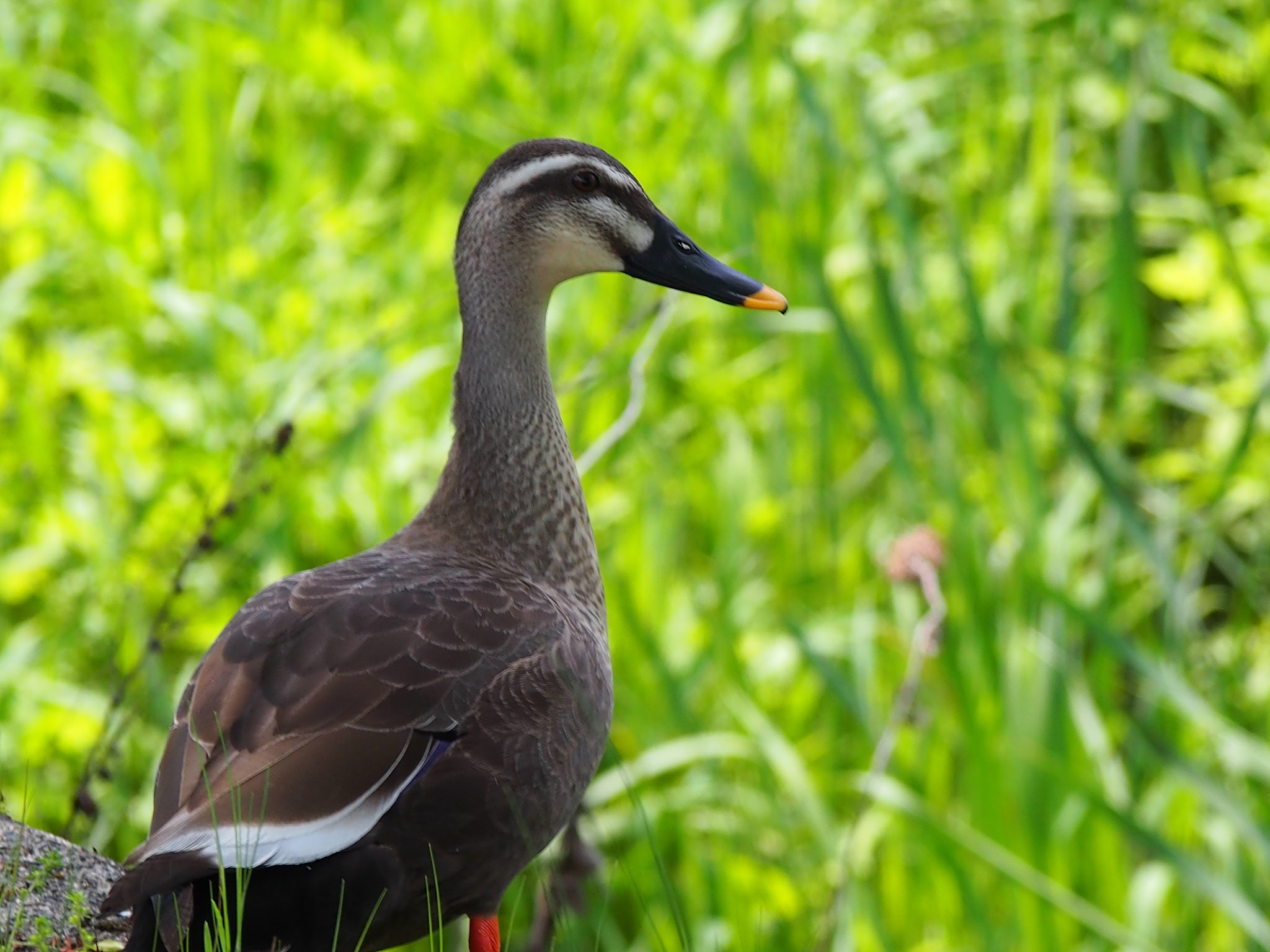 Olympus PEN E-P5 sample photo. Spot-billed duck photography