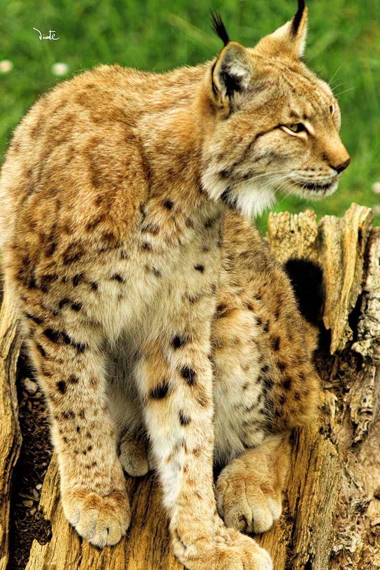 Canon EF 200mm f/2.8L II + 2x sample photo. Lince photography