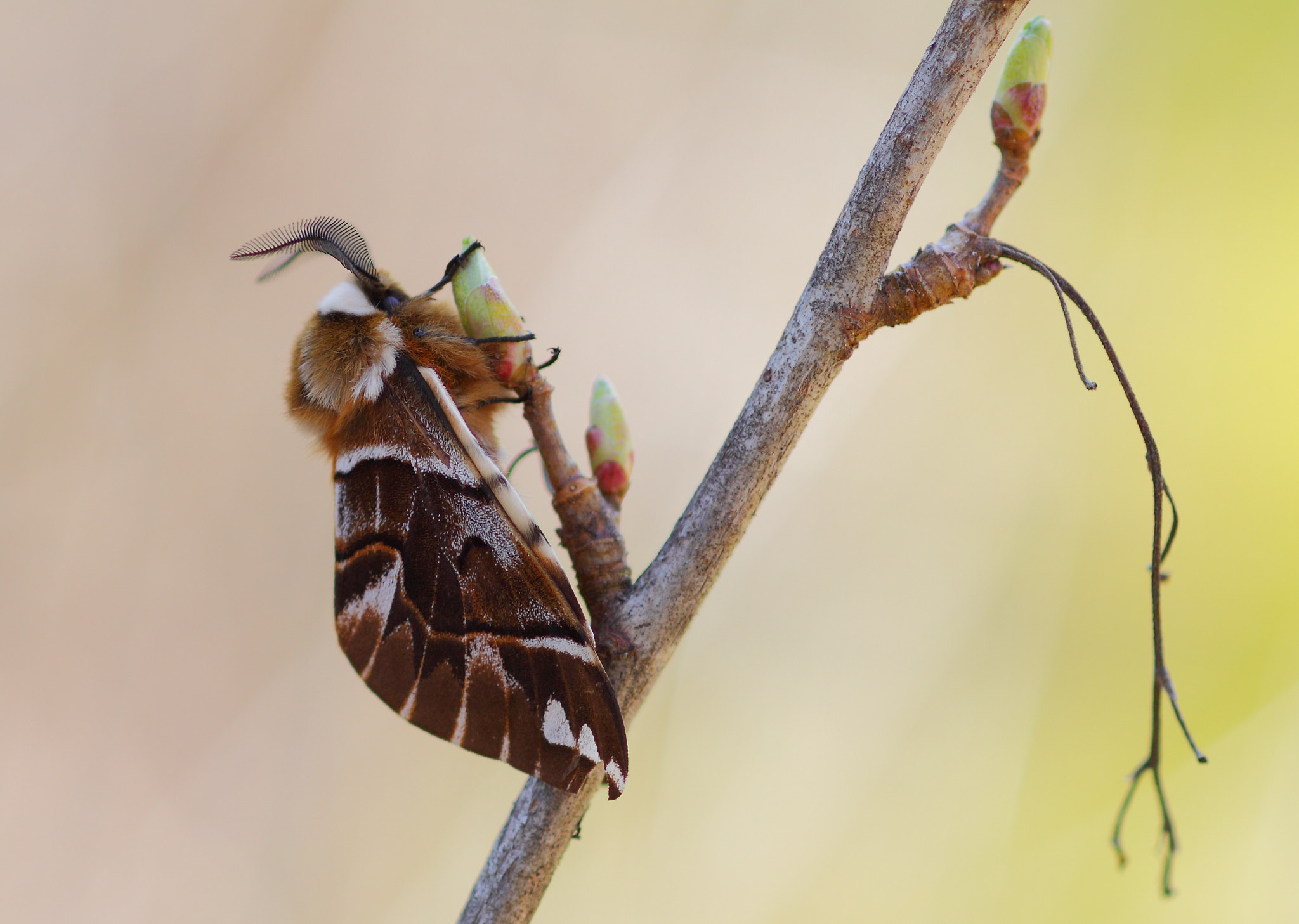 Canon EOS 50D + Canon EF 100mm F2.8 Macro USM sample photo. Endromis versicolora photography