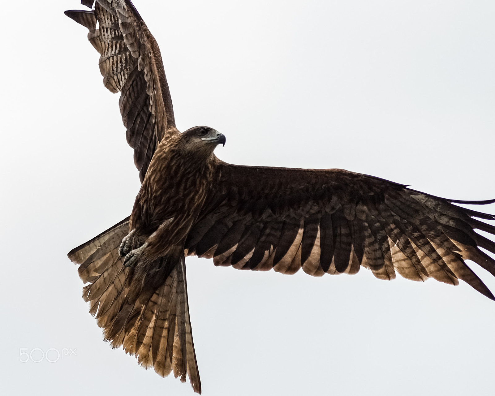 Pentax smc DA* 200mm F2.8 ED (IF) SDM sample photo. Tombi photography