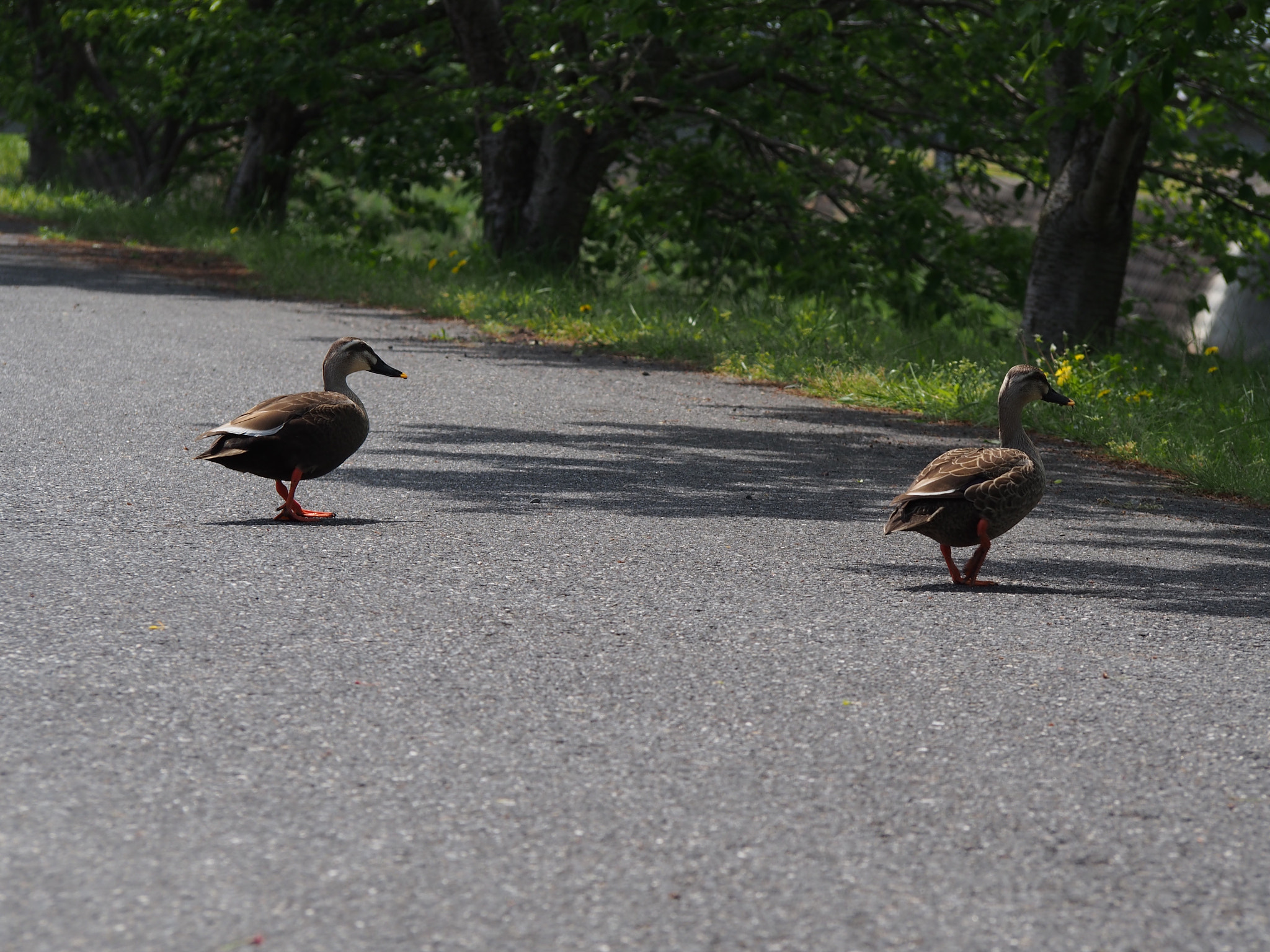 Olympus PEN E-P5 sample photo. Pair photography