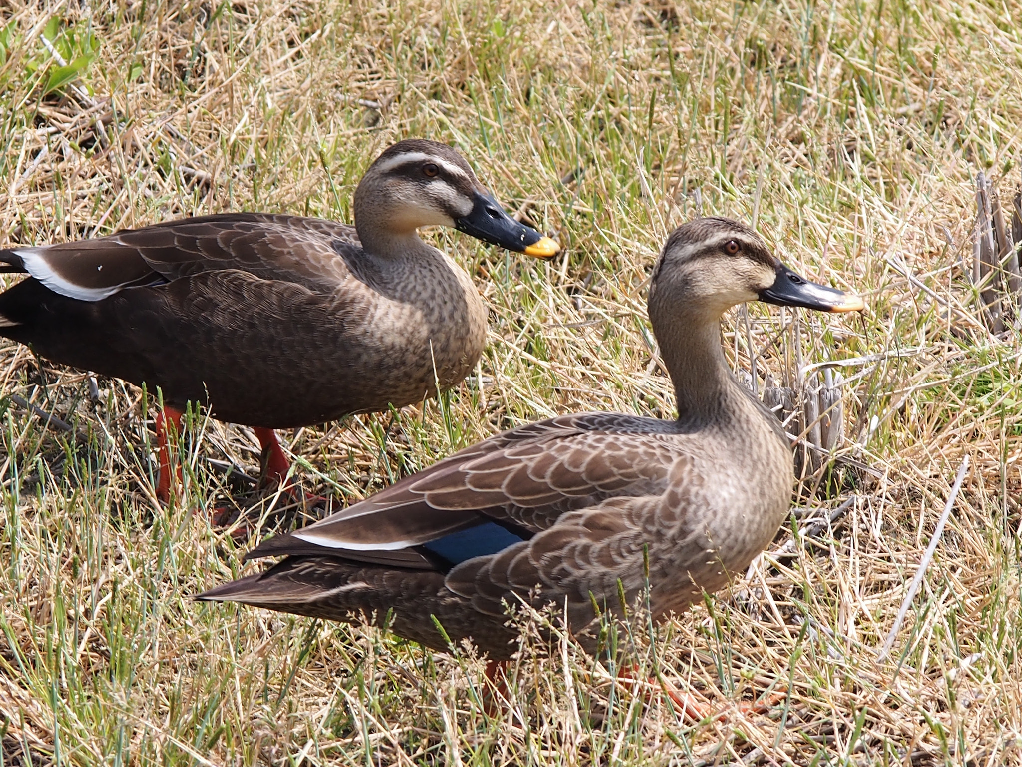 Olympus PEN E-P5 sample photo. Pair photography