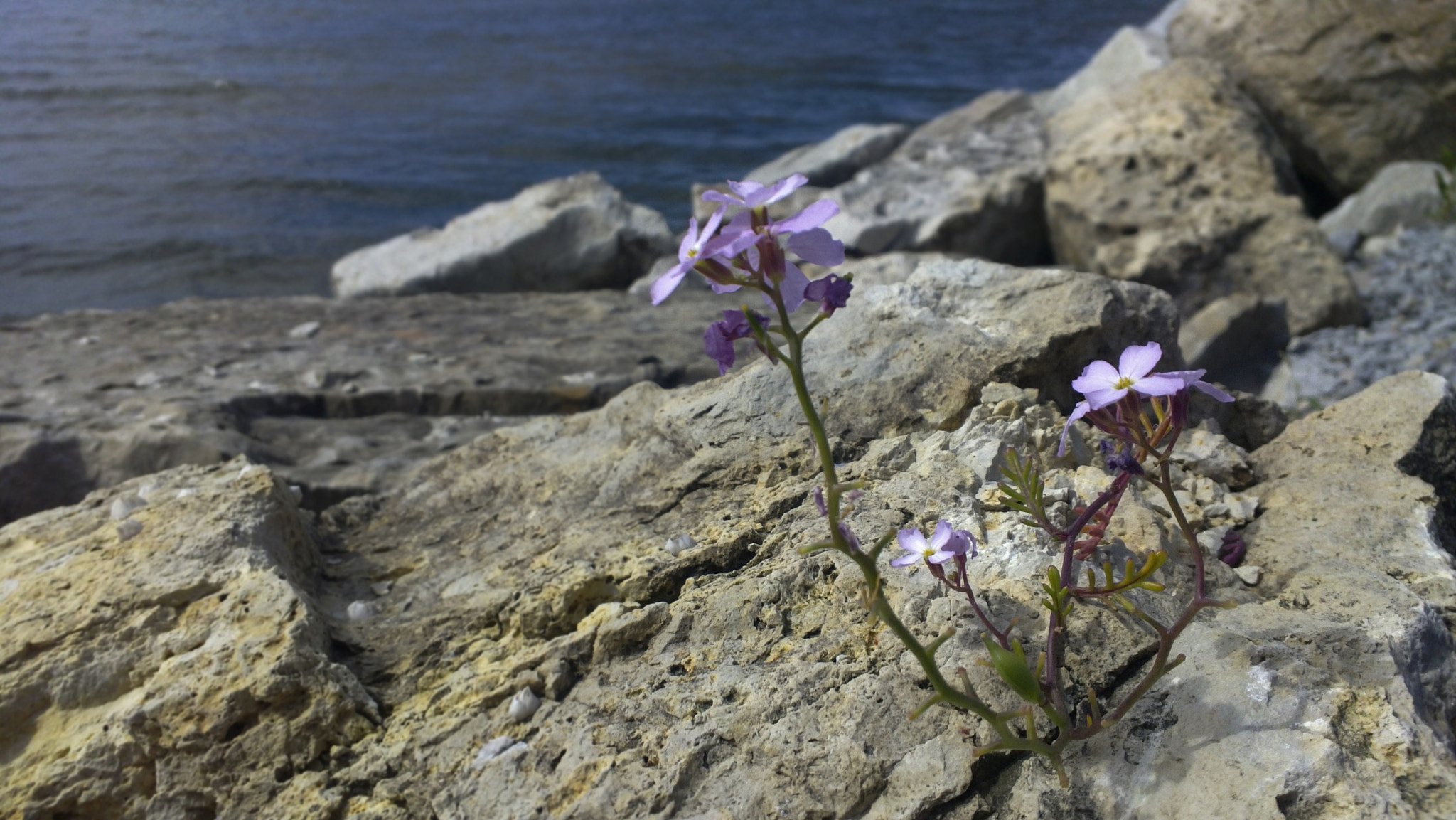 Nokia N9 sample photo. Flower by the sea photography