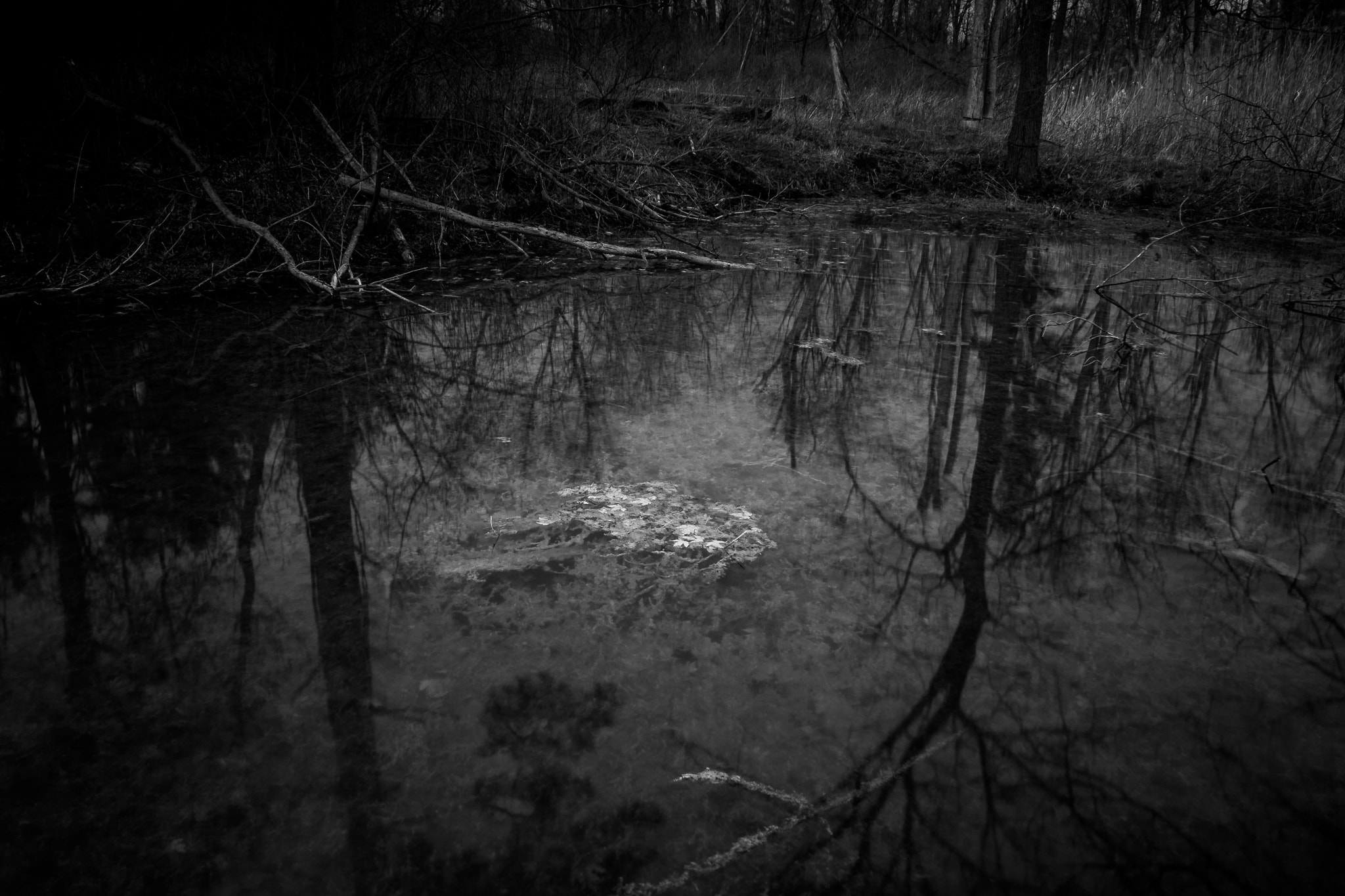 Canon EF-S 18-55mm F3.5-5.6 sample photo. The bog photography