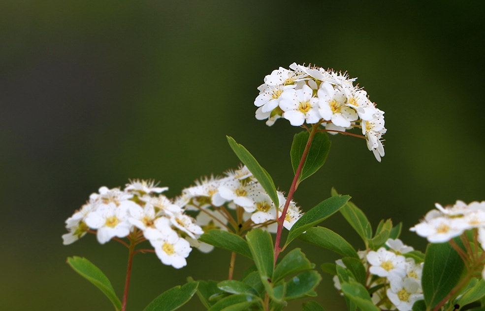 Canon EF-S 18-135mm F3.5-5.6 IS STM sample photo. Flowers photography