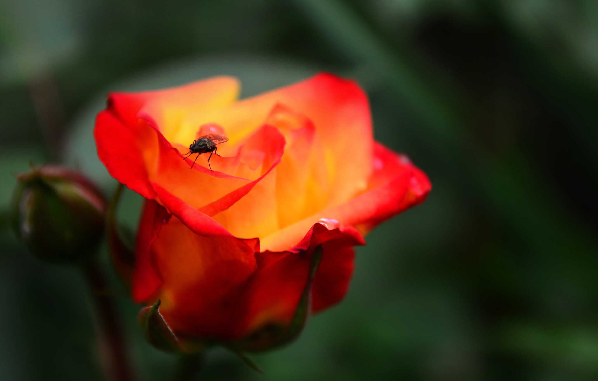 Nikon D5100 + Sigma 17-70mm F2.8-4 DC Macro OS HSM | C sample photo. Fly&rose photography