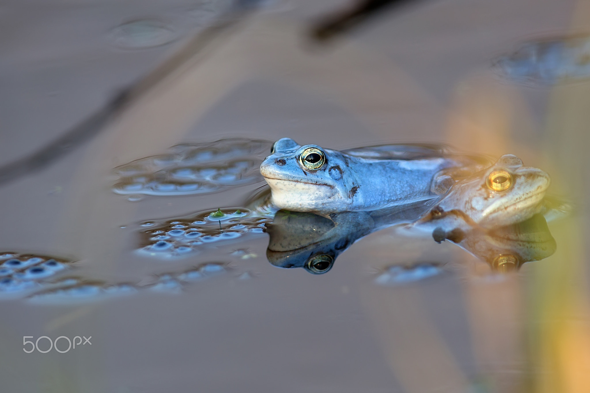 Moor frogs on the lake