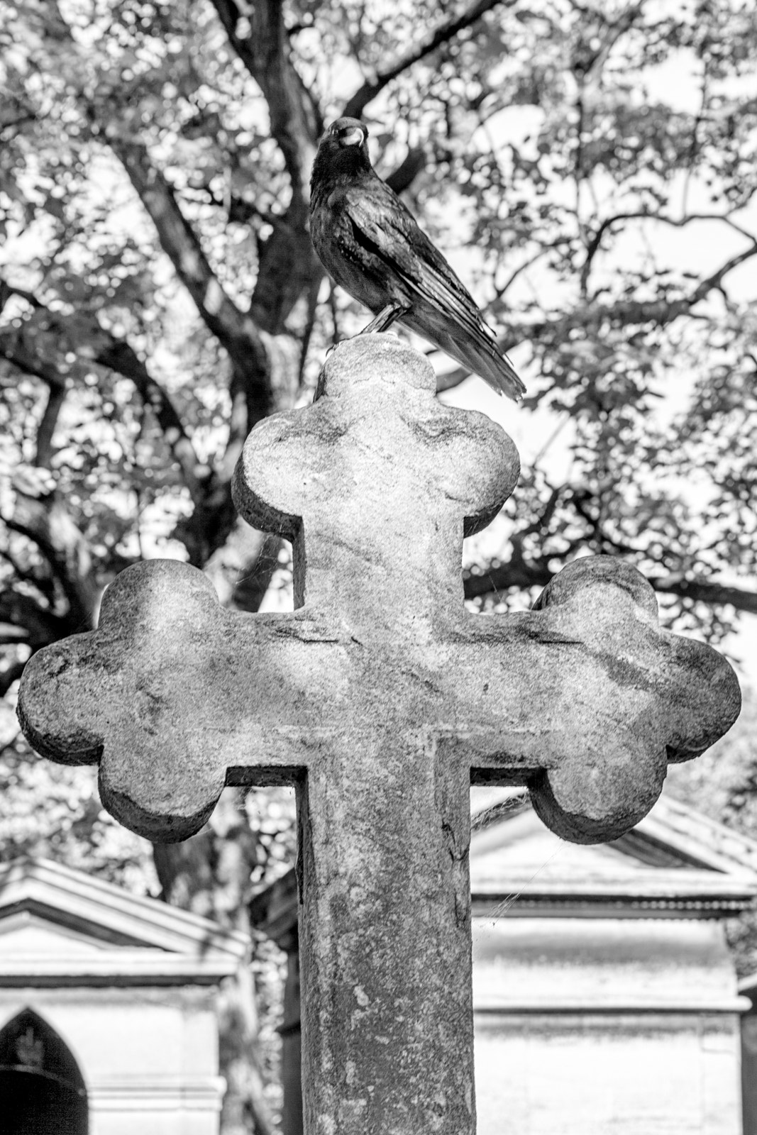 Sigma 70-300mm F4-5.6 APO DG Macro sample photo. Crow on a cross photography