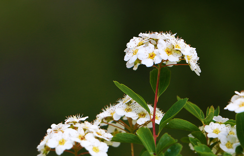 Canon EF-S 18-135mm F3.5-5.6 IS STM sample photo. White flowers photography