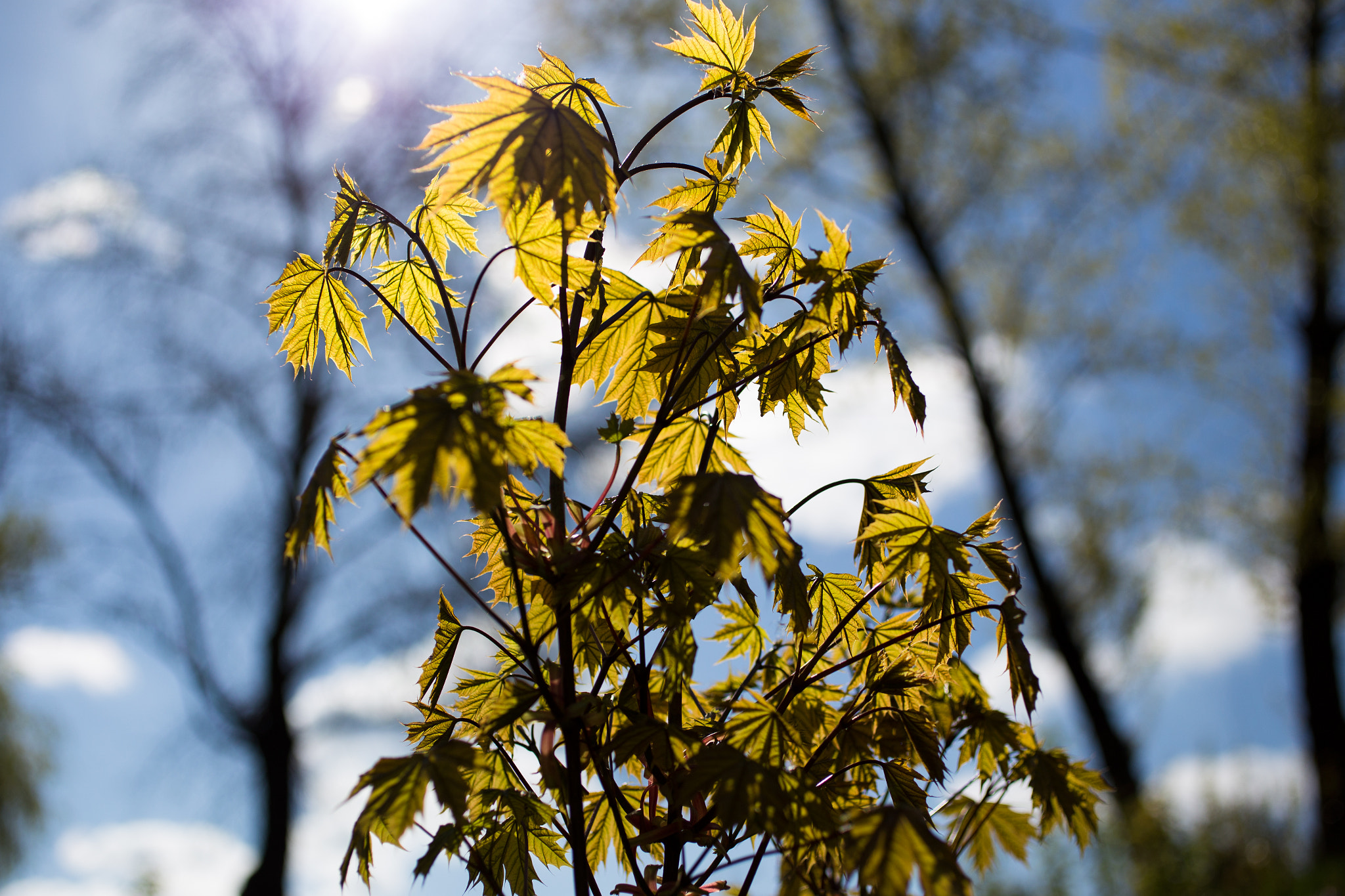 Canon EOS 6D + Canon EF 50mm F2.5 Macro sample photo. April in the air photography
