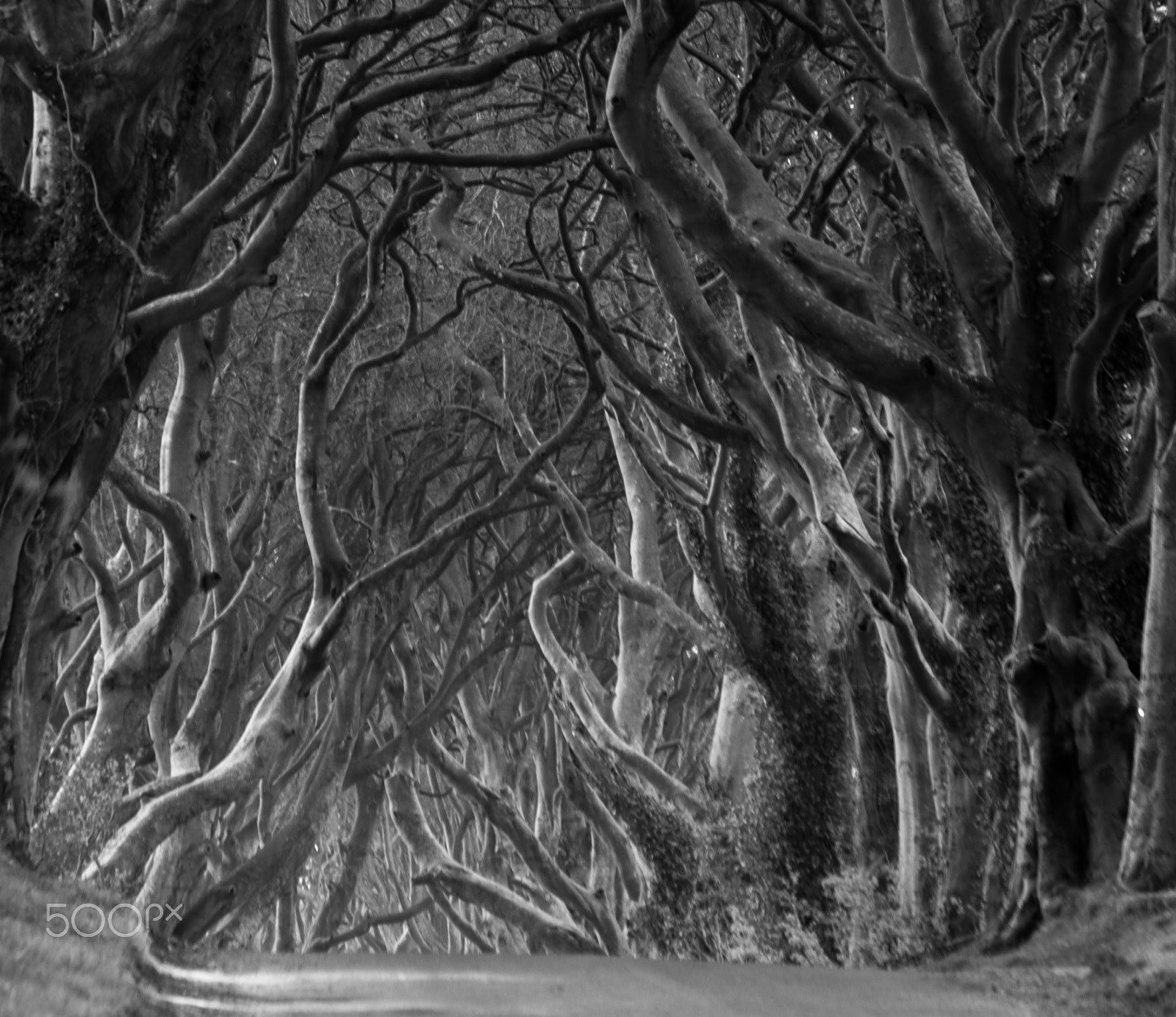 Pentax smc DA 50-200mm F4-5.6 ED WR sample photo. The dark hedge photography