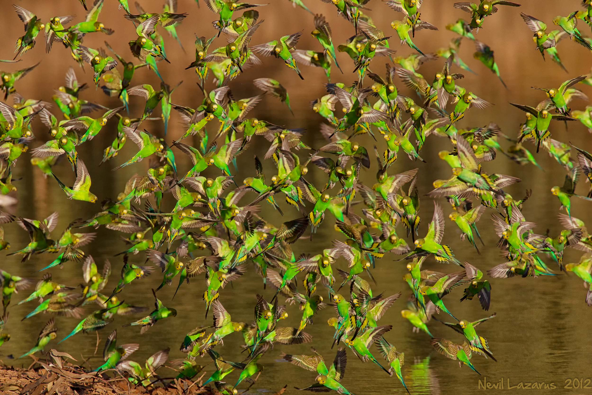 Canon EF 300mm F2.8L IS USM sample photo. Budgerigars drinking photography